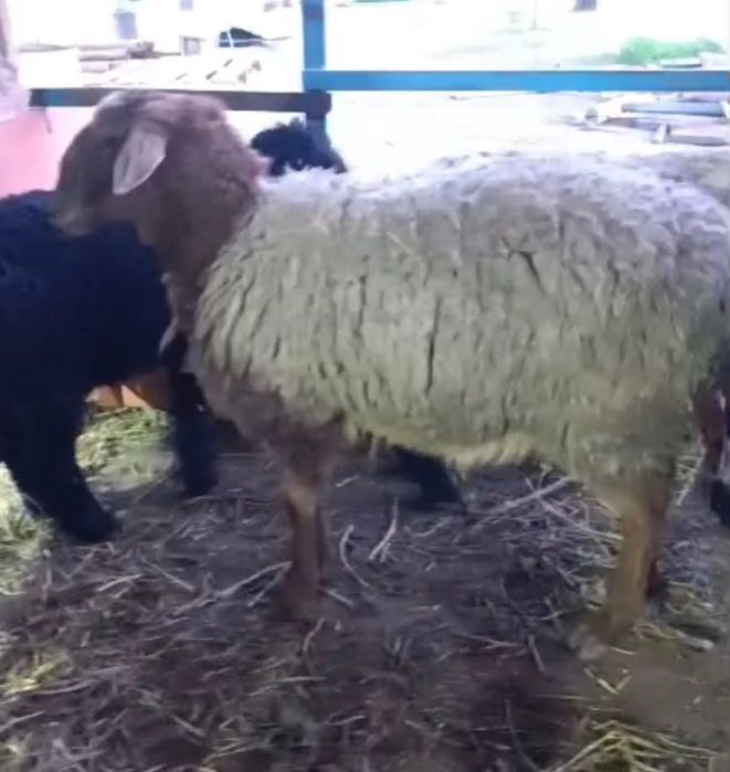 Продается барашек