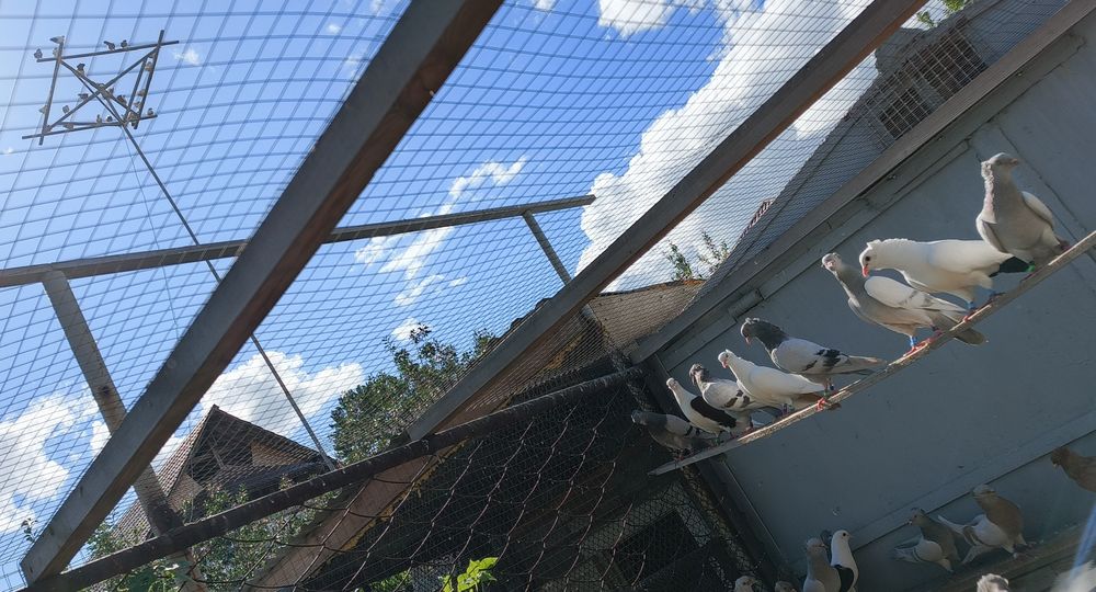 Бакинские голуби