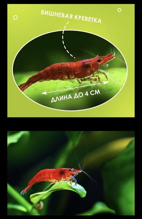 Продам креветок аквариумных Вишня