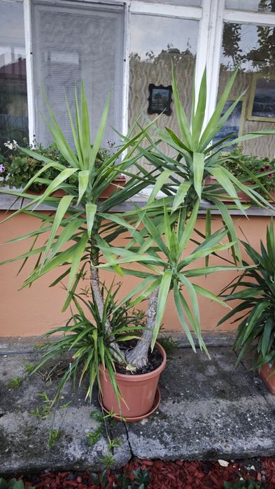 Vând plante yucca 170-180cm