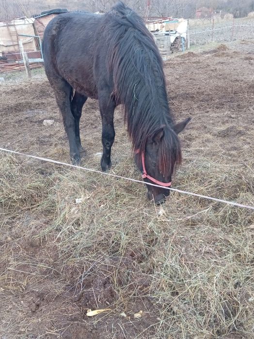 Vând mânză de un an și 8 luni