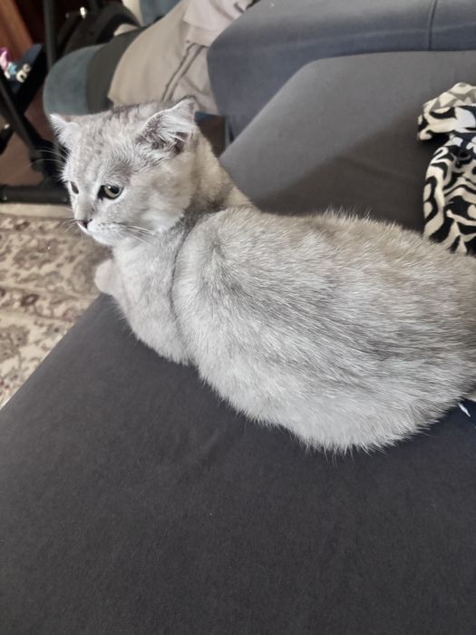 Породистый котенок