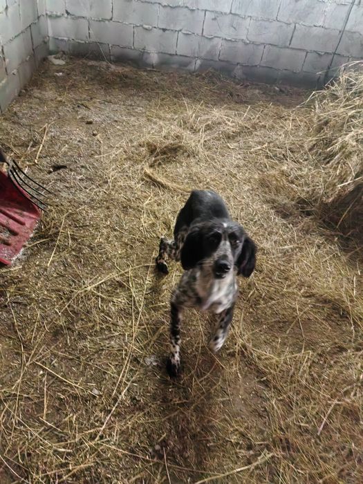 Сабака , тазы шенок