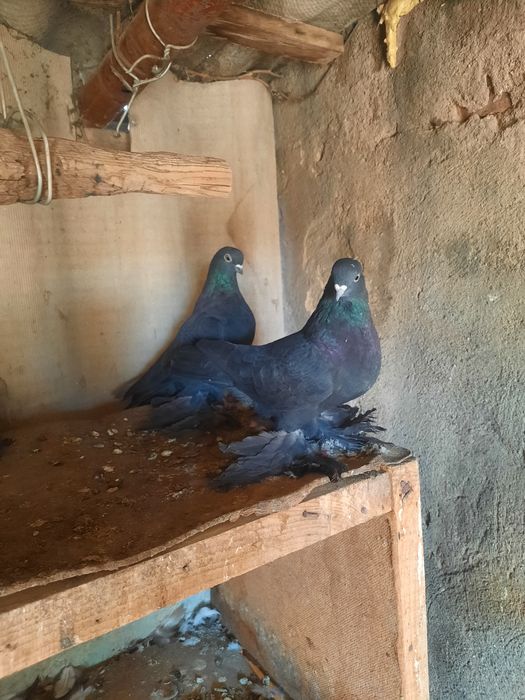 Отдам бесплатно на выбор