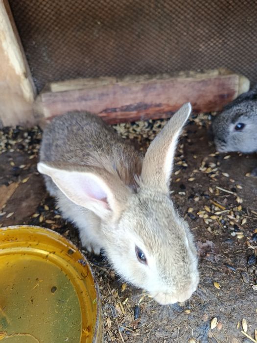 Продам крольчат.