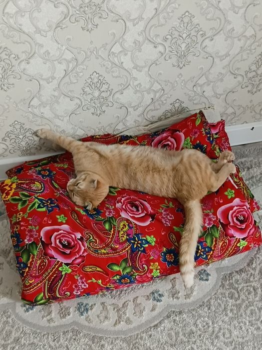Отдам даром в хорошие руки