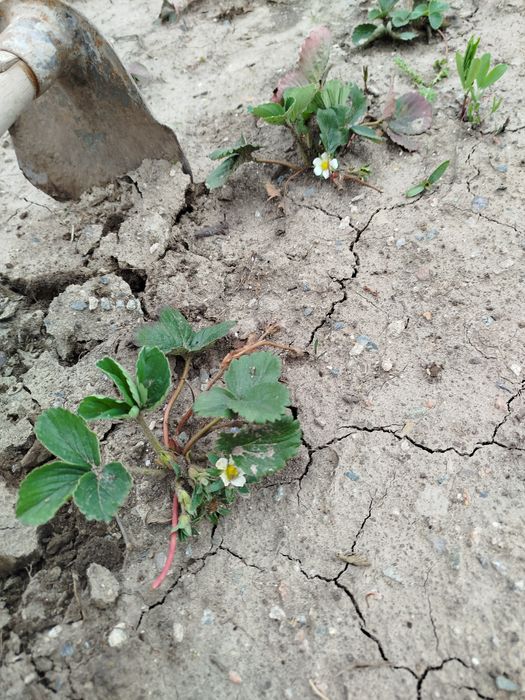 Клубника рассада