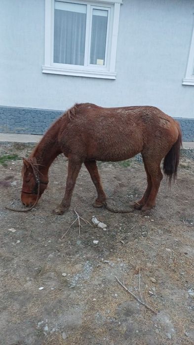 Бес жасар бие сатылады