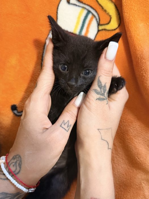 Отдам черненьких котят!