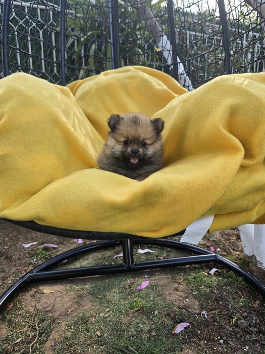 Померан Померанче