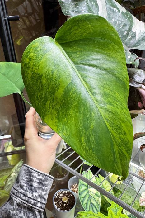 Монстера аурея и делициоза