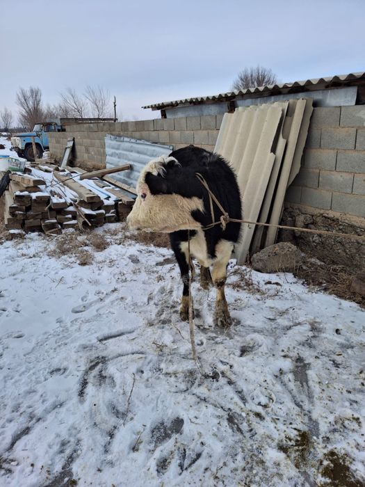 Продам бычков хороших