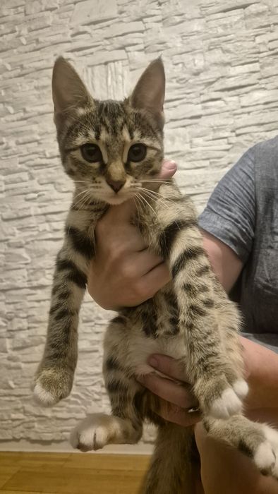 Котёнок в добрые руки