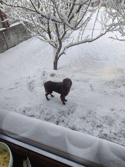 Украли ирландского сеттера