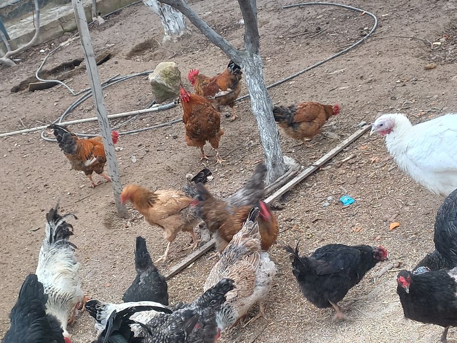 Петух молодой продается