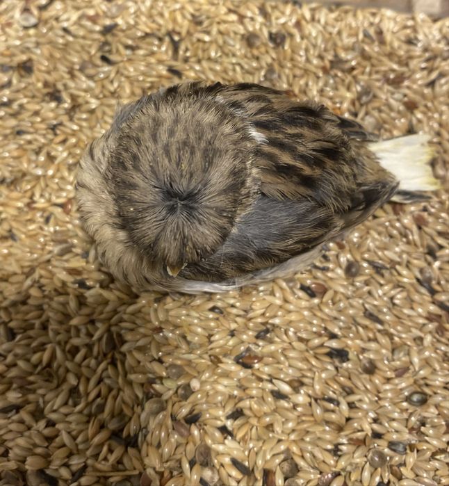 Канарчета Глостер