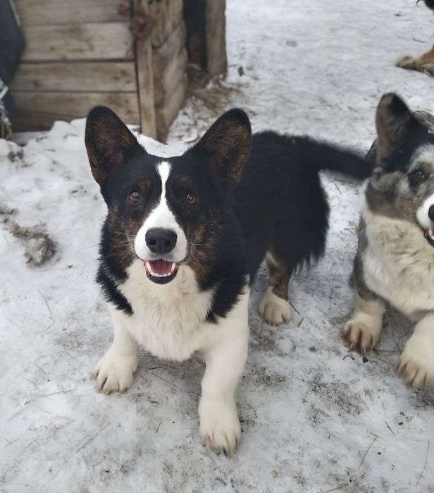 Щенки вельш корги кардиган