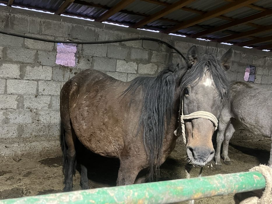 Согым 1.5 жастан 8 жасқа дейін
