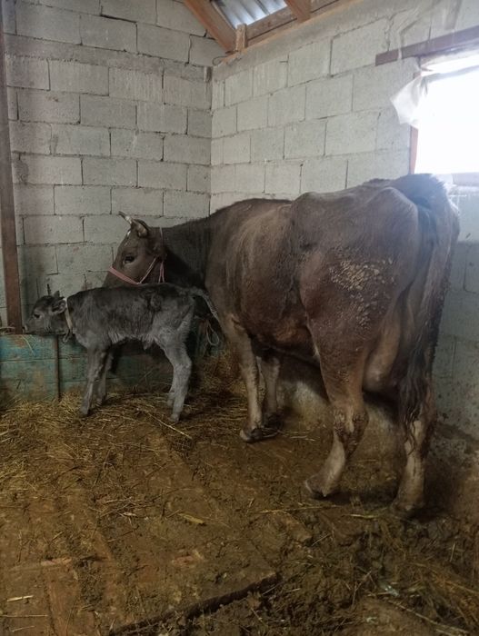 Бузаулы сутты сиыр