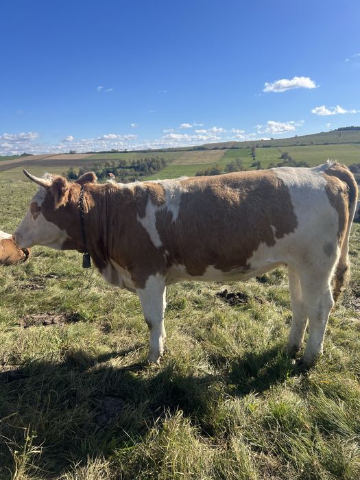vand juninci la prima fatare