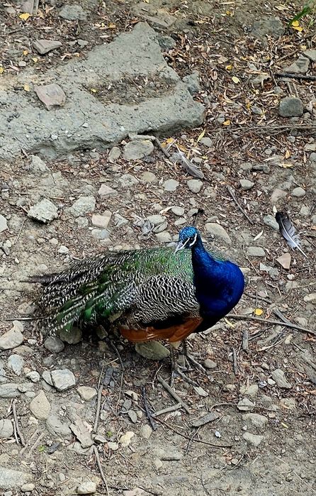 Vand o familie pauni