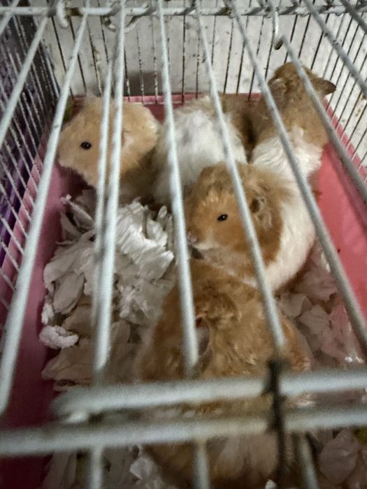Хамстери за продажба!