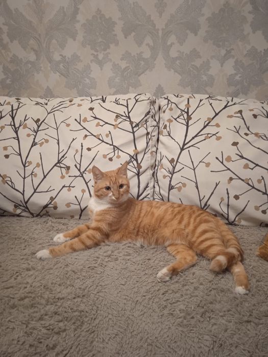 Отдам котика в добрые руки