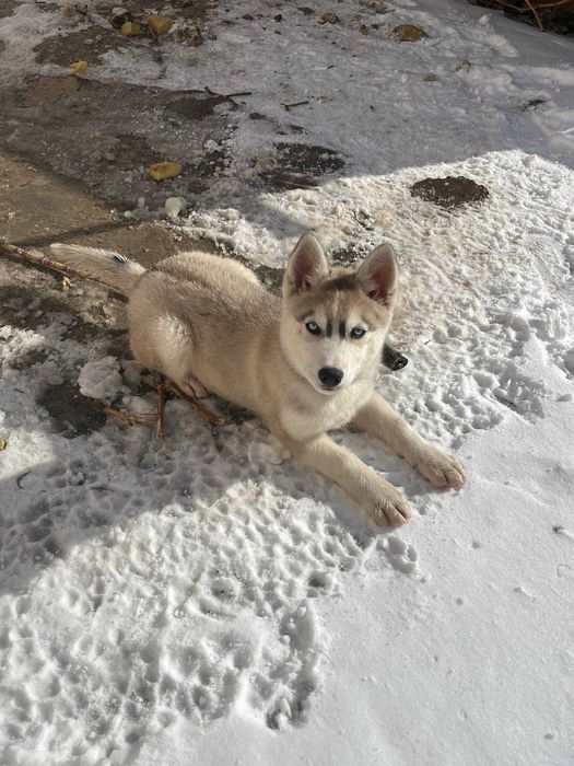 Щенок Хаски чистокровный