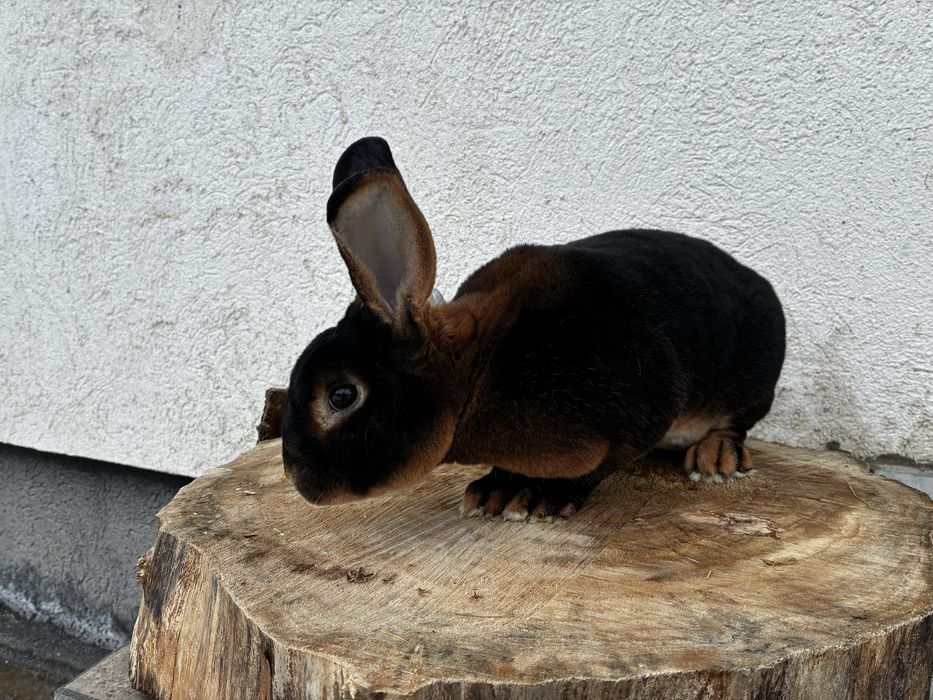 Mascul rex iepure cu blana de catifea