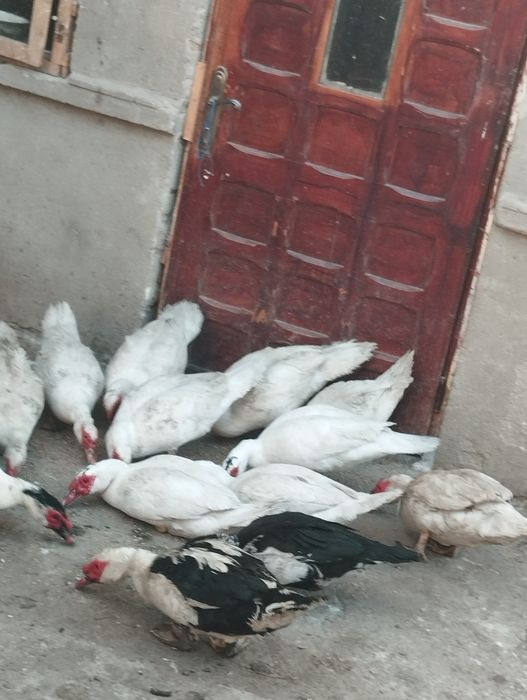 Vând  rațe și rățoi