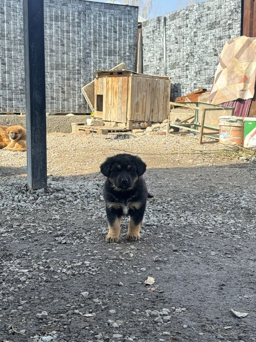 Щенки овчарки в добрые руки