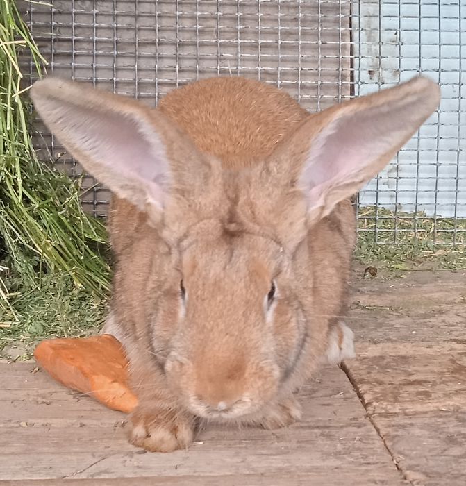 Продаются племенные кролики