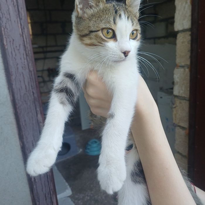 Отдам в добрые руки котёнка, мальчик.