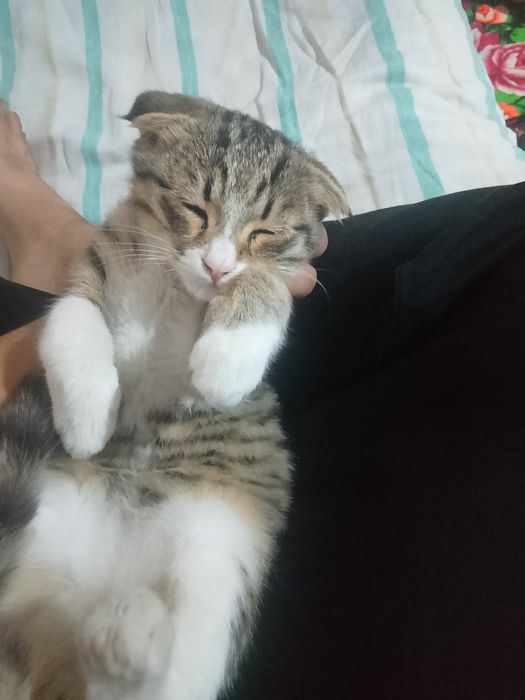 Scottish Fold mushukcha jinsi erkak  yoshi birga toʻlmagan