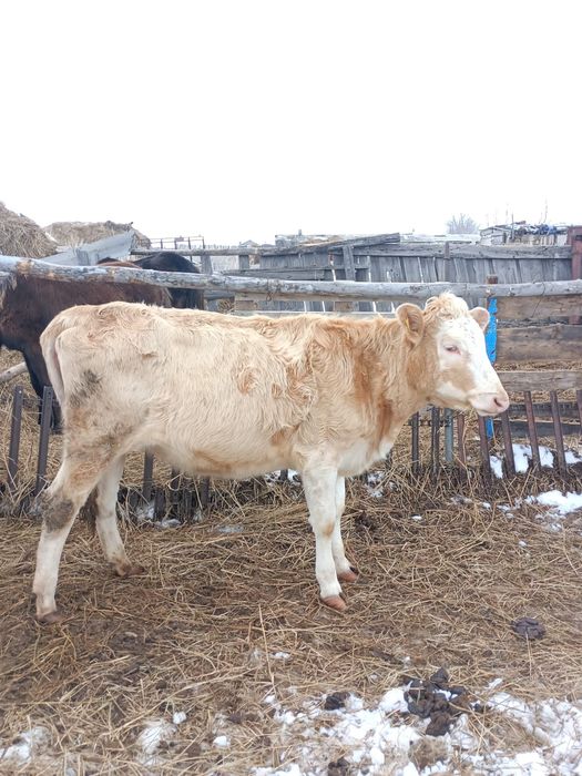 Продам годовалую тёлочку