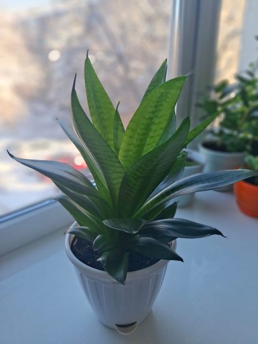 Комнатные цветыы