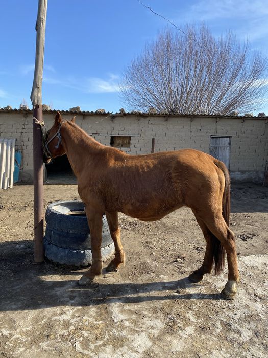 Буаз бие сауын г