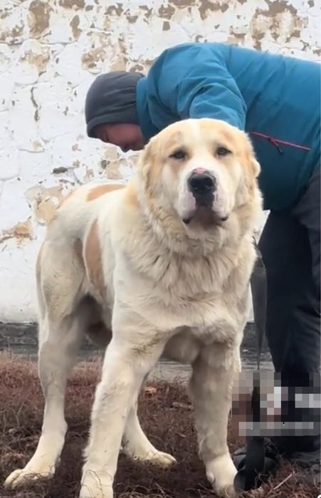 Продам суку тобета супертяж