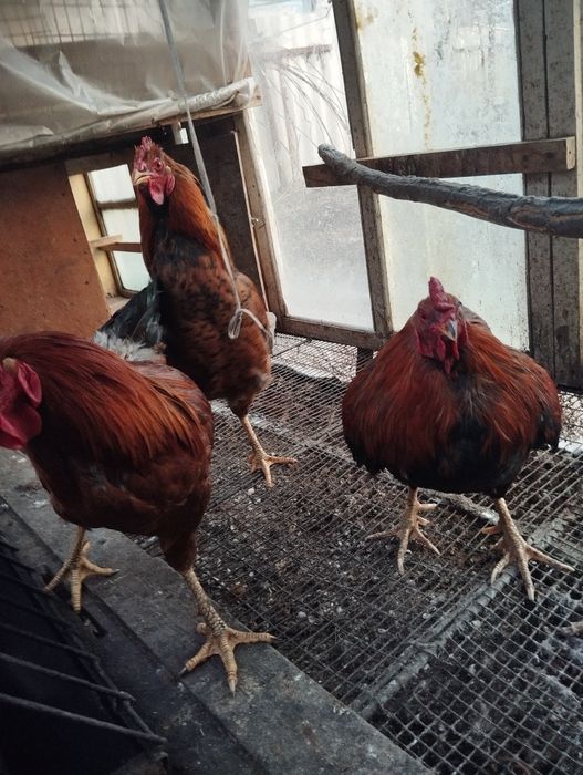 Продам срочно петухов