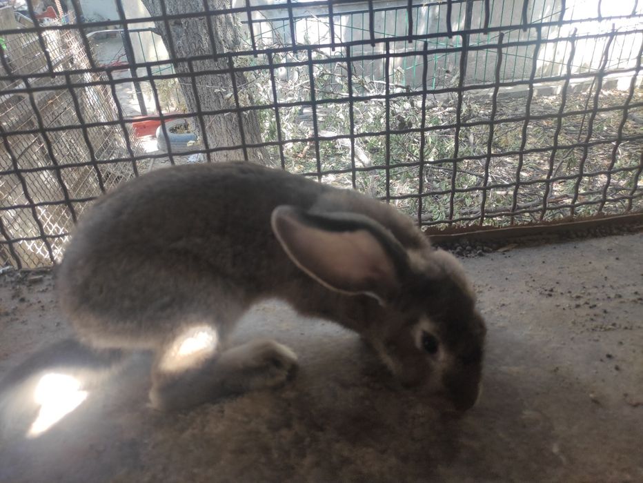 Кролики 4-х месячных