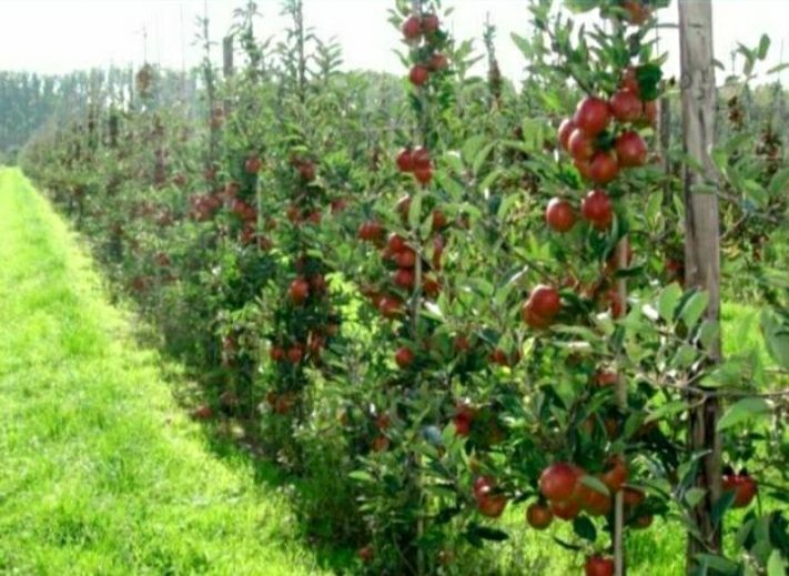 Pomi columnari calitate superioara