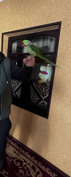 Сотилади Aleksandr куш