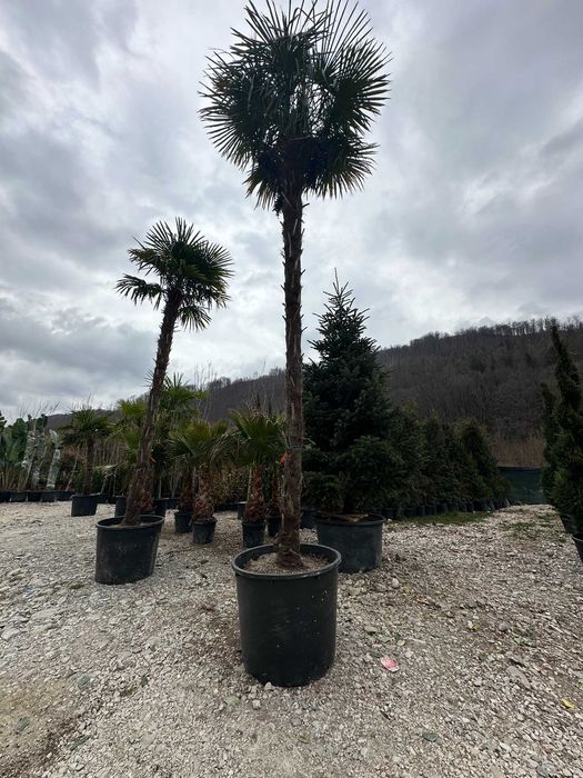 Plante pentru Peisagistica si Spatii Verzi