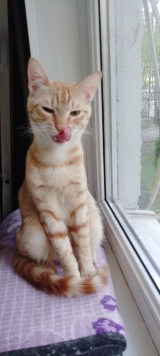 Игривый, ласковый, рыжий котик!