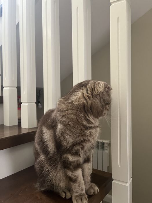 кот парода шотланка