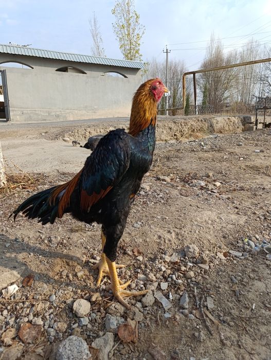 Joja sotiladi 7 oylik