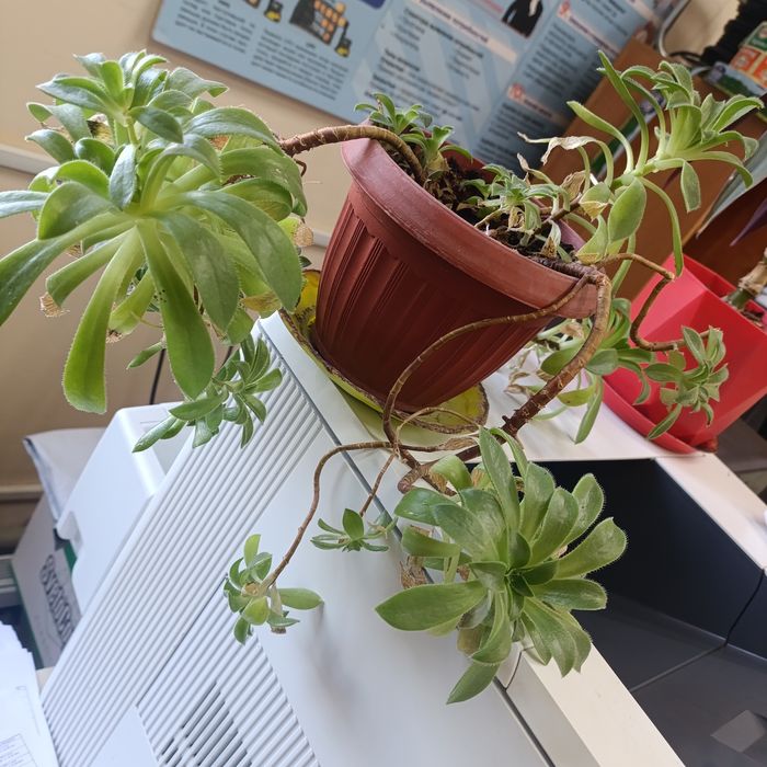 Кактусы хлорофитум сансевьера