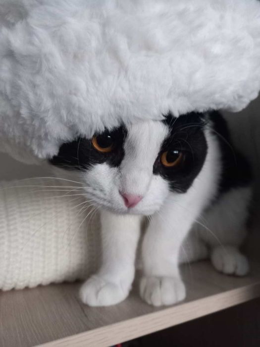 Vyaskaga (Sotilmaydi)