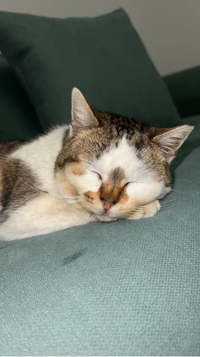 Pisica iubitoare si blanda spre adoptie