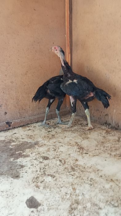 Kafolati bor kelishamz